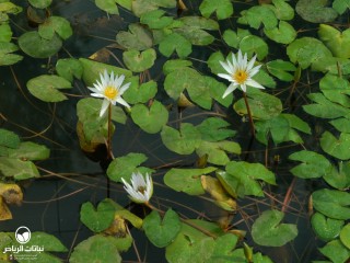 image name