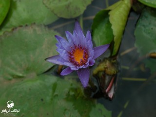 image name