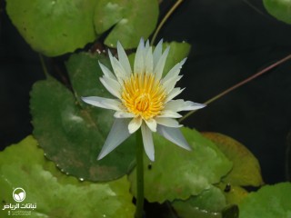 image name