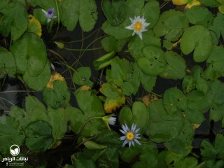 image name