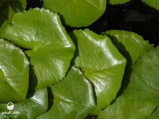 image name