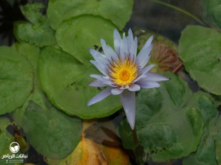 image name