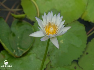 image name