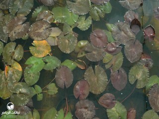 image name