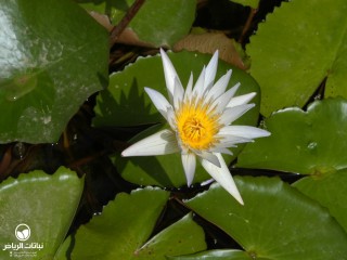 image name
