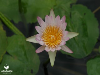 image name