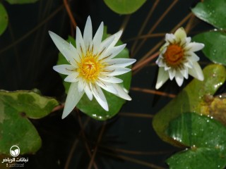image name