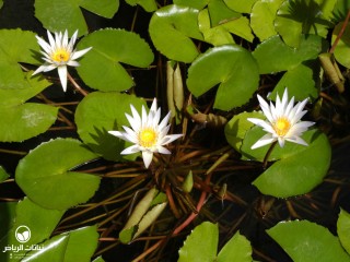image name