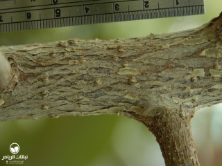 image name