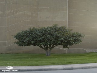 image name
