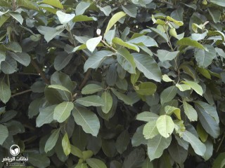 image name