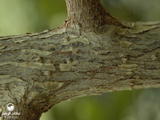image name