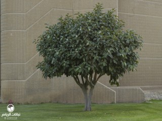 image name