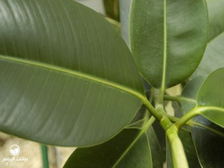 image name