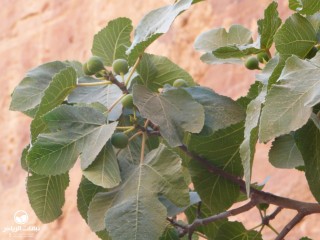 image name