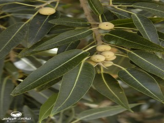 image name