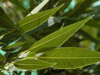 image name
