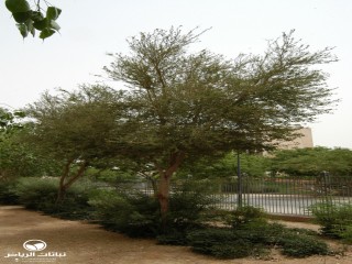 image name