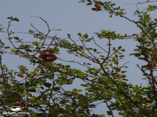 image name