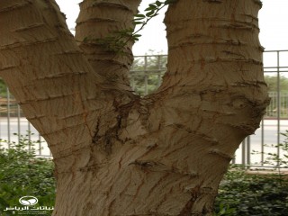 image name