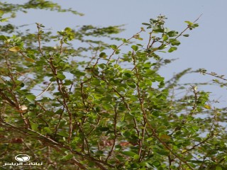 image name
