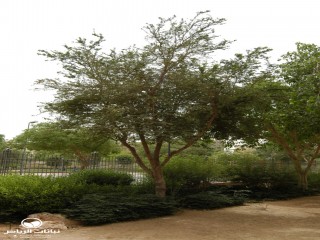 image name