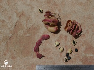 image name