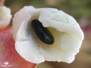 image name