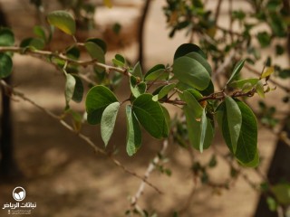 image name