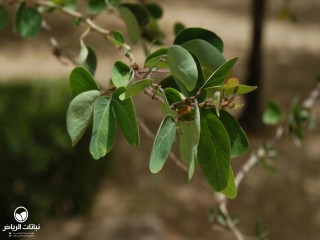 image name