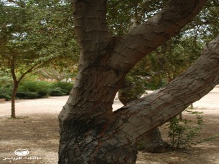 image name