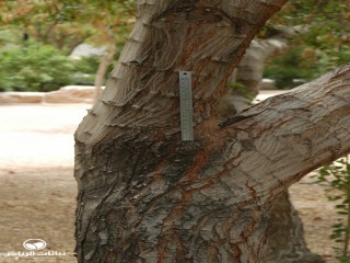 image name