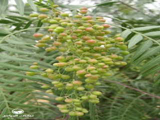 image name