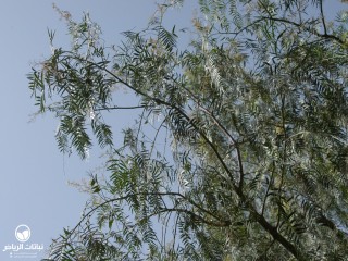 image name