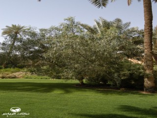 image name