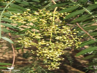 image name