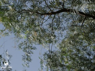 image name