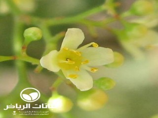 image name