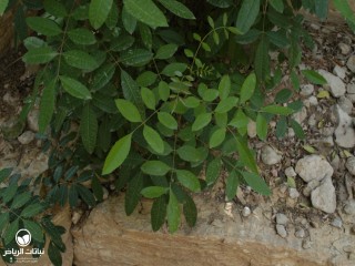 image name