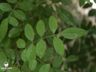 image name