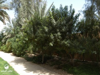 image name
