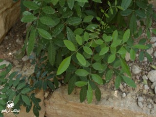 image name