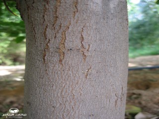 image name