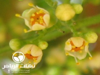 image name