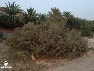 image name