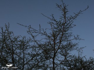 image name