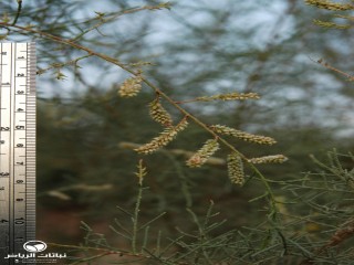 image name