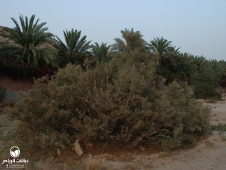 image name