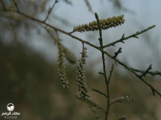 image name