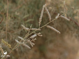 image name